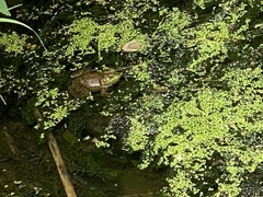 Lithobates catesbeianus