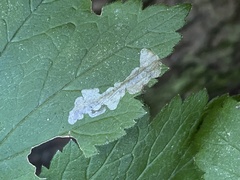 Metallus lanceolatus