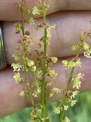 Rumex acetosella