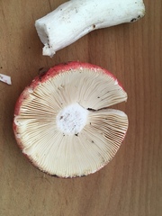 Russula pseudolepida