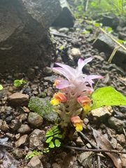Curcuma aromatica