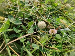 Trifolium fragiferum
