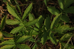 Agrimonia pilosa