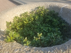 Portulaca oleracea