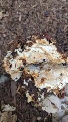 Heterobasidion orientale