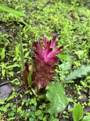 Curcuma decipiens