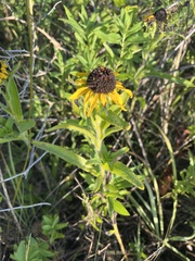 Rudbeckia missouriensis