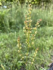 Rumex acetosella