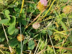 Trifolium fragiferum
