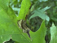 Coptotriche castaneaeella