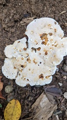 Heterobasidion orientale