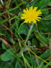 Pilosella piloselloides