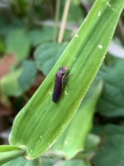 Paraulacizes irrorata