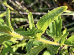 Rudbeckia missouriensis