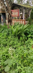 Zantedeschia aethiopica