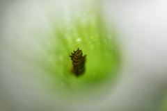 Exyra semicrocea