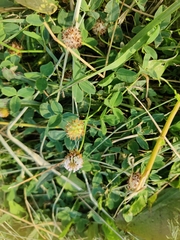 Trifolium fragiferum