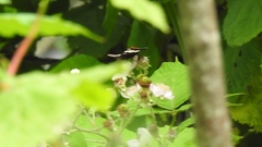 Limenitis lorquini