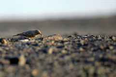 Ammomanes deserti