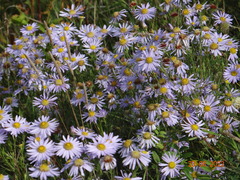 Aster altaicus