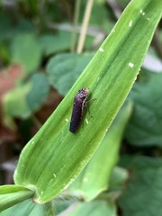 Paraulacizes irrorata