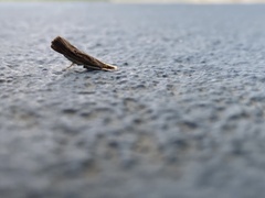 Parapediasia teterrellus