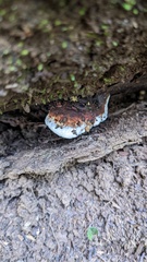 Heterobasidion orientale