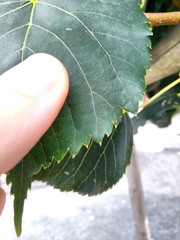 Tilia euchlora