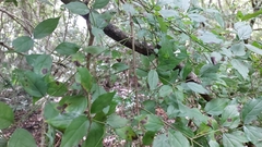 Zanthoxylum clava-herculis