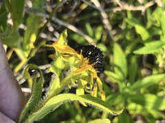 Rudbeckia missouriensis