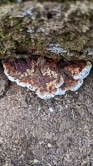 Heterobasidion orientale