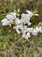Epacris obtusifolia