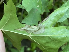 Coptotriche castaneaeella