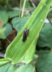 Paraulacizes irrorata