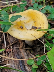 Amanita muscaria