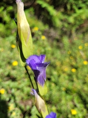 Gentianopsis crinita