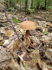 Aureoboletus russellii