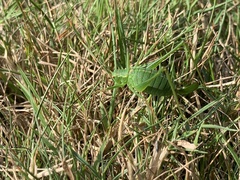 Leptophyes punctatissima