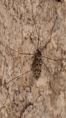 Limoniidae