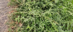 Digitaria ciliaris