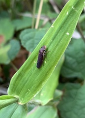 Paraulacizes irrorata
