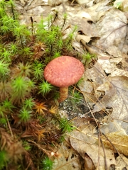 Suillus spraguei