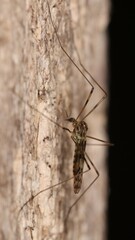 Limoniidae