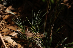 Schizaea bifida
