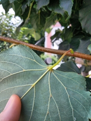 Tilia euchlora