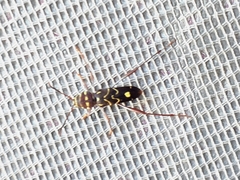 Cotyclytus curvatus