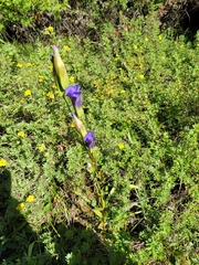 Gentianopsis crinita