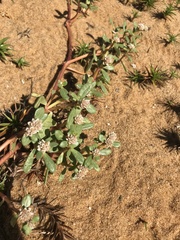 Blutaparon portulacoides