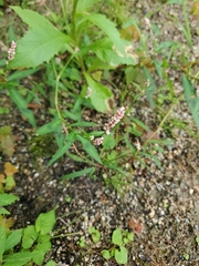 Persicaria maculosa
