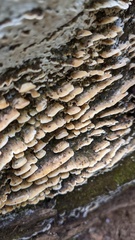 Neoantrodiella gypsea